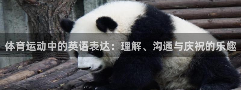 必一运动bsport体育：体育运动中的英语表达：理解、沟通与庆祝的乐趣